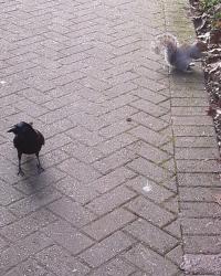 crow and squirrel
