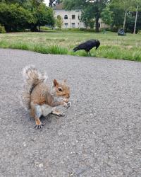 crow and squirrel