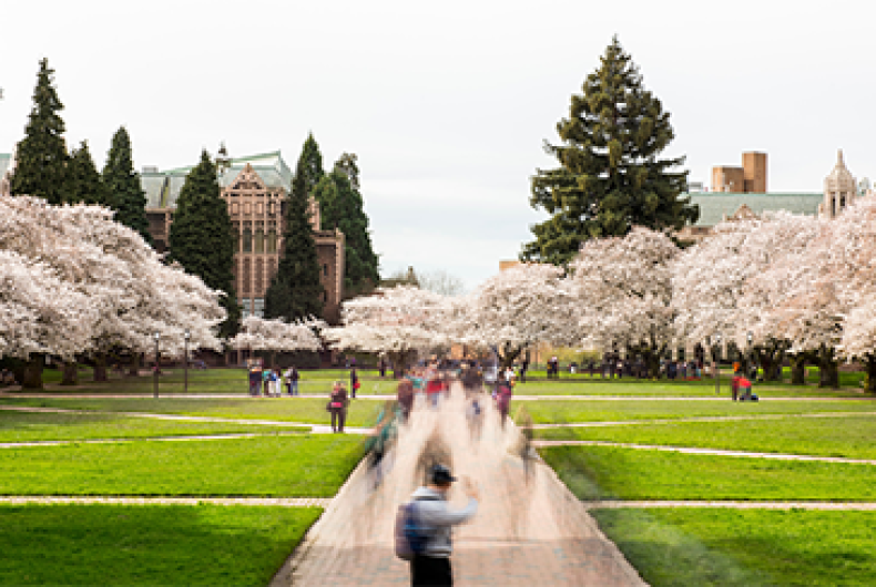 the quad with cherry blossoms