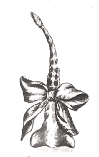 The Faroese drunnur (dried sheep's tail)