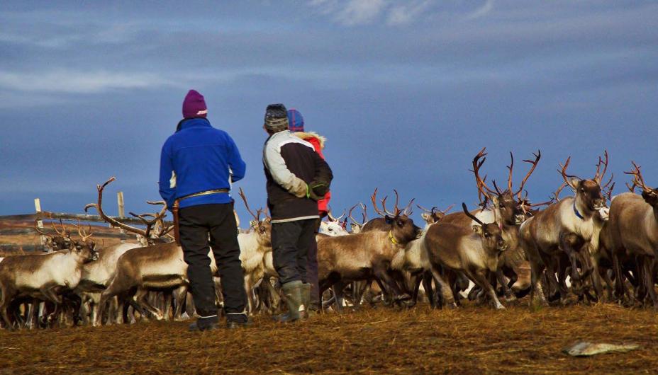 Indigenous Sámi Culture and Connection to the Land in Arctic Europe