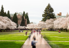 the quad with cherry blossoms